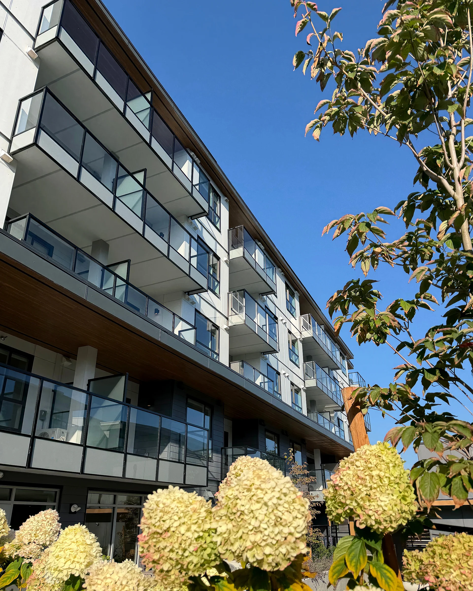 Four-storey mid-rise with grey lap siding, glass balconies and hydrangeas, South Surrey BC — exterior finishing by Moonrise Construction